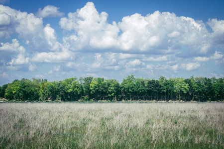 Reims, France, May 14, 2025. Landscape near the city of Reims in France. In spring, the cereal fields in the Champagne plain begin to grow and cover the horizon with an intense green.の写真素材