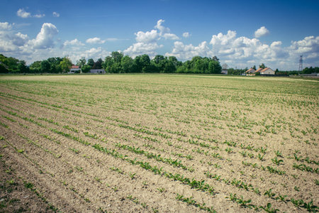 Reims, France, May 14, 2025. Landscape near the city of Reims in France. In spring, the cereal fields in the Champagne plain begin to grow and cover the horizon with an intense green.の写真素材