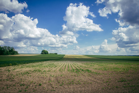 Reims, France, May 14, 2025. Champagne landscape near the city of Reims in France. In spring, the cereal fields in the Champagne plain begin to grow and cover the horizon with an intense green.の写真素材