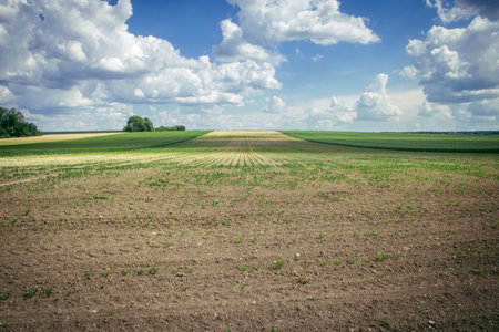 Reims, France, May 14, 2025. Champagne landscape near the city of Reims in France. In spring, the cereal fields in the Champagne plain begin to grow and cover the horizon with an intense green.の写真素材