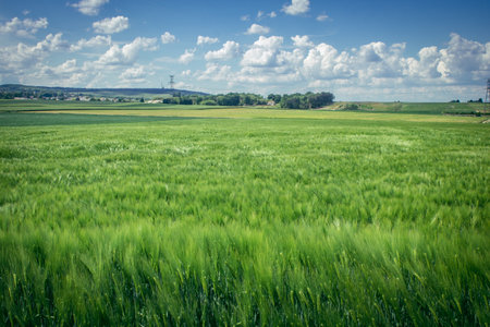 Reims, France, May 14, 2025. Champagne landscape near the city of Reims in France. In spring, the cereal fields in the Champagne plain begin to grow and cover the horizon with an intense green.の写真素材