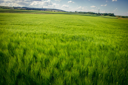 Reims, France, May 14, 2025. Champagne landscape near the city of Reims in France. In spring, the cereal fields in the Champagne plain begin to grow and cover the horizon with an intense green.の写真素材