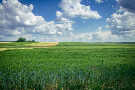 Reims, France, May 14, 2025. Champagne landscape near the city of Reims in France. In spring, the cereal fields in the Champagne plain begin to grow and cover the horizon with an intense green.の写真素材