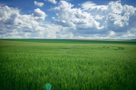 Reims, France, May 14, 2025. Champagne landscape near the city of Reims in France. In spring, the cereal fields in the Champagne plain begin to grow and cover the horizon with an intense green.の写真素材