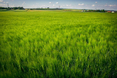 Reims, France, May 14, 2025. Landscape near the city of Reims in France. In spring, the cereal fields in the Champagne plain begin to grow and cover the horizon with an intense green.の写真素材