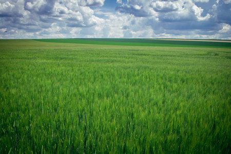 Reims, France, May 14, 2025. Champagne landscape near the city of Reims in France. In spring, the cereal fields in the Champagne plain begin to grow and cover the horizon with an intense green.の写真素材