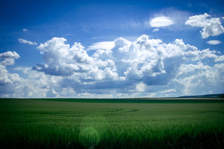 Reims, France, May 14, 2025. Champagne landscape near the city of Reims in France. In spring, the cereal fields in the Champagne plain begin to grow and cover the horizon with an intense green.の写真素材