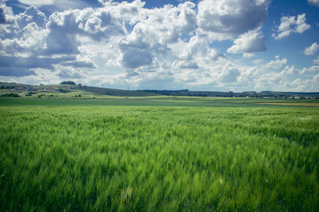 Reims, France, May 14, 2025. Champagne landscape near the city of Reims in France. In spring, the cereal fields in the Champagne plain begin to grow and cover the horizon with an intense green.の写真素材