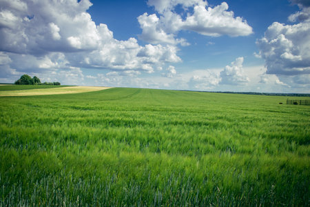 Reims, France, May 14, 2025. Champagne landscape near the city of Reims in France. In spring, the cereal fields in the Champagne plain begin to grow and cover the horizon with an intense green.の写真素材