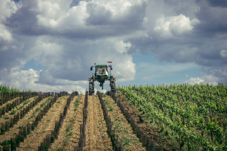Reims, France, May 13, 2025. Champagne vineyards near Reims. Champagne wines are known worldwide and are unique because they only grow in this region of France. In spring, the leaves begin to grow.の写真素材