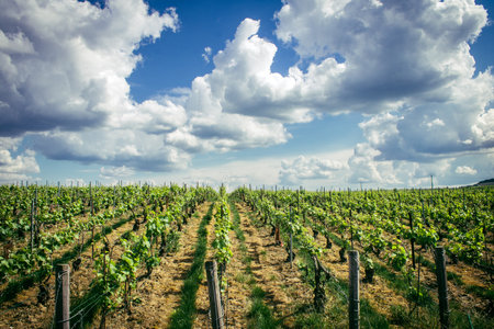 Reims, France, May 13, 2025. Champagne vineyards near Reims. Champagne wines are known worldwide and are unique because they only grow in this region of France. In spring, the leaves begin to grow.の写真素材