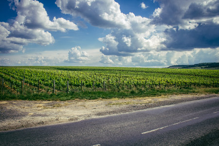Reims, France, May 13, 2025. Champagne vineyards near Reims. Champagne wines are known worldwide and are unique because they only grow in this region of France. In spring, the leaves begin to grow.の写真素材