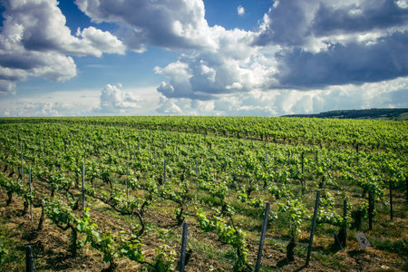 Reims, France, May 13, 2025. Champagne vineyards near Reims. Champagne wines are known worldwide and are unique because they only grow in this region of France. In spring, the leaves begin to grow.の写真素材