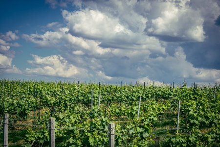Reims, France, May 13, 2025. Champagne vineyards near Reims. Champagne wines are known worldwide and are unique because they only grow in this region of France. In spring, the leaves begin to grow.の写真素材
