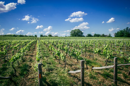 Reims, France, May 13, 2025. Champagne vineyards near Reims. Champagne wines are known worldwide and are unique because they only grow in this region of France. In spring, the leaves begin to grow.の写真素材