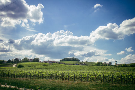 Reims, France, May 13, 2025. Champagne vineyards near Reims. Champagne wines are known worldwide and are unique because they only grow in this region of France. In spring, the leaves begin to grow.の写真素材