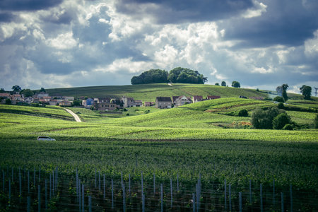 Reims, France, May 13, 2025. Champagne vineyards near Reims. Champagne wines are known worldwide and are unique because they only grow in this region of France. In spring, the leaves begin to grow.の写真素材