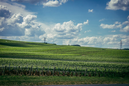 Reims, France, May 13, 2025. Champagne vineyards near Reims. Champagne wines are known worldwide and are unique because they only grow in this region of France. In spring, the leaves begin to grow.の写真素材