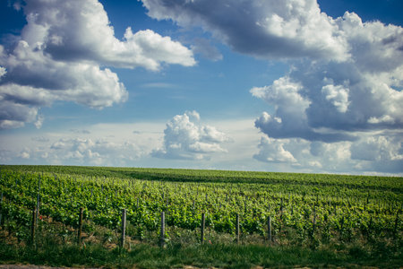 Reims, France, May 13, 2025. Champagne vineyards near Reims. Champagne wines are known worldwide and are unique because they only grow in this region of France. In spring, the leaves begin to grow.の写真素材
