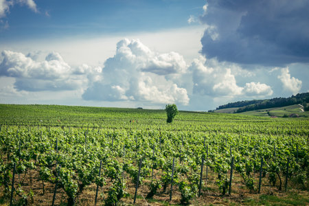 Reims, France, May 13, 2025. Champagne vineyards near Reims. Champagne wines are known worldwide and are unique because they only grow in this region of France. In spring, the leaves begin to grow.の写真素材