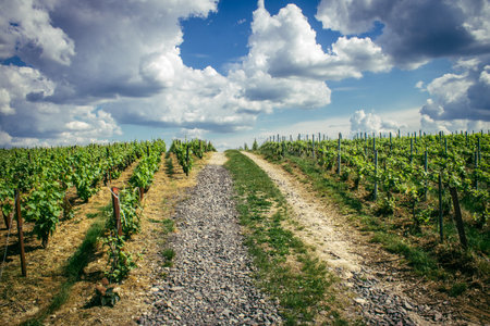 Reims, France, May 13, 2025. Champagne vineyards near Reims. Champagne wines are known worldwide and are unique because they only grow in this region of France. In spring, the leaves begin to grow.の写真素材