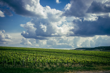 Reims, France, May 13, 2025. Champagne vineyards near Reims. Champagne wines are known worldwide and are unique because they only grow in this region of France. In spring, the leaves begin to grow.の写真素材
