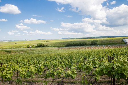 Reims, France, May 13, 2025. Champagne vineyards near Reims. Champagne wines are known worldwide and are unique because they only grow in this region of France. In spring, the leaves begin to grow.の写真素材