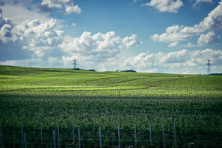 Reims, France, May 13, 2025. Champagne vineyards near Reims. Champagne wines are known worldwide and are unique because they only grow in this region of France. In spring, the leaves begin to grow.の写真素材