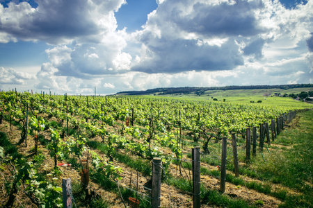 Reims, France, May 13, 2025. Champagne vineyards near Reims. Champagne wines are known worldwide and are unique because they only grow in this region of France. In spring, the leaves begin to grow.の写真素材