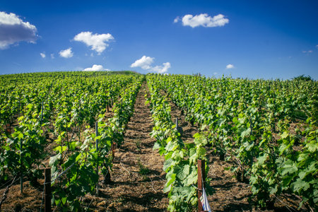 Reims, France, May 13, 2025. Champagne vineyards near Reims. Champagne wines are known worldwide and are unique because they only grow in this region of France. In spring, the leaves begin to grow.の写真素材