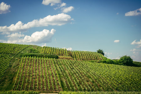 Reims, France, May 13, 2025. Champagne vineyards near Reims. Champagne wines are known worldwide and are unique because they only grow in this region of France. In spring, the leaves begin to grow.の写真素材