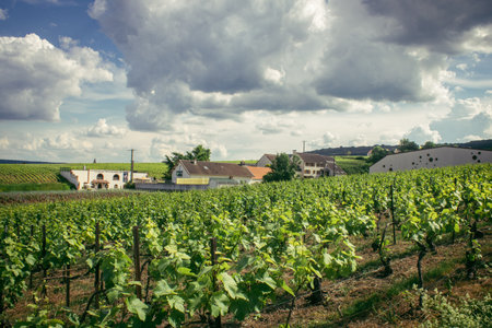Reims, France, May 13, 2025. Champagne vineyards near Reims. Champagne wines are known worldwide and are unique because they only grow in this region of France. In spring, the leaves begin to grow.の写真素材