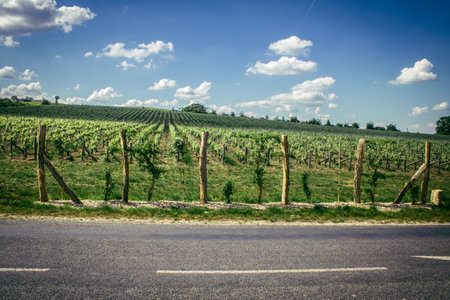 Reims, France, May 13, 2025. Champagne vineyards near Reims. Champagne wines are known worldwide and are unique because they only grow in this region of France. In spring, the leaves begin to grow.の写真素材