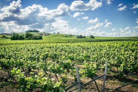 Reims, France, May 13, 2025. Champagne vineyards near Reims. Champagne wines are known worldwide and are unique because they only grow in this region of France. In spring, the leaves begin to grow.の写真素材