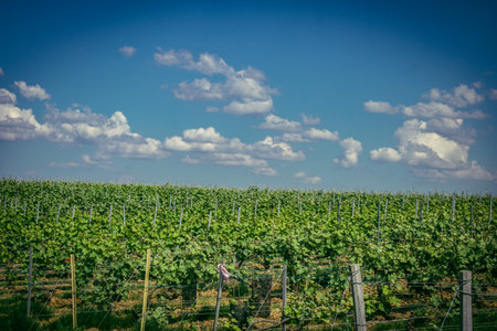 Reims, France, May 13, 2025. Champagne vineyards near Reims. Champagne wines are known worldwide and are unique because they only grow in this region of France. In spring, the leaves begin to grow.の写真素材