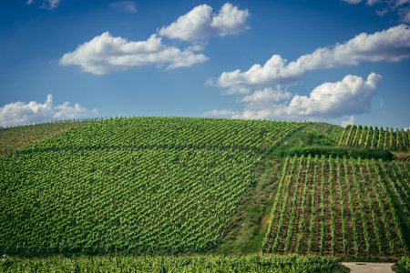 Reims, France, May 13, 2025. Champagne vineyards near Reims. Champagne wines are known worldwide and are unique because they only grow in this region of France. In spring, the leaves begin to grow.の写真素材