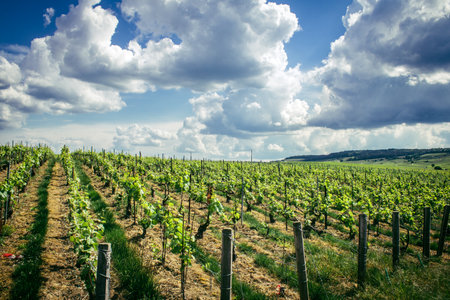 Reims, France, May 13, 2025. Champagne vineyards near Reims. Champagne wines are known worldwide and are unique because they only grow in this region of France. In spring, the leaves begin to grow.の写真素材