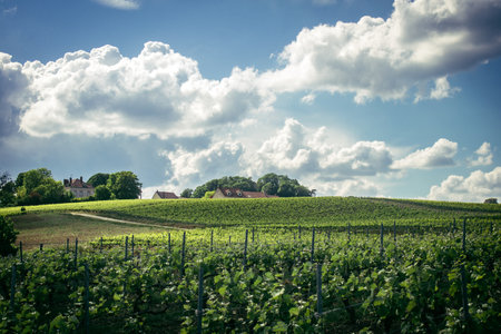Reims, France, May 13, 2025. Champagne vineyards near Reims. Champagne wines are known worldwide and are unique because they only grow in this region of France. In spring, the leaves begin to grow.の写真素材
