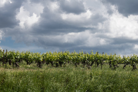 Reims, France, May 13, 2025. Champagne vineyards near Reims. Champagne wines are known worldwide and are unique because they only grow in this region of France. In spring, the leaves begin to grow.の写真素材