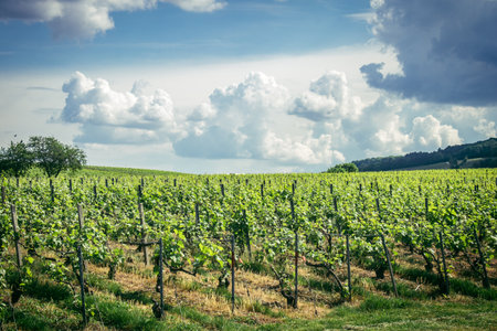 Reims, France, May 13, 2025. Champagne vineyards near Reims. Champagne wines are known worldwide and are unique because they only grow in this region of France. In spring, the leaves begin to grow.の写真素材
