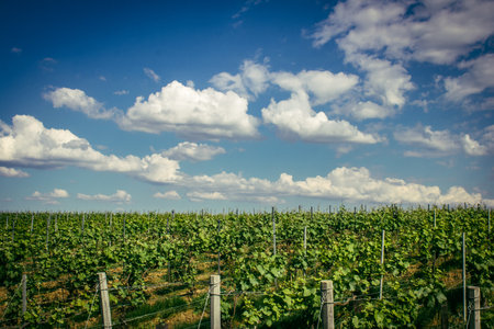 Reims, France, May 13, 2025. Champagne vineyards near Reims. Champagne wines are known worldwide and are unique because they only grow in this region of France. In spring, the leaves begin to grow.の写真素材