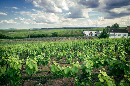 Reims, France, May 13, 2025. Champagne vineyards near Reims. Champagne wines are known worldwide and are unique because they only grow in this region of France. In spring, the leaves begin to grow.の写真素材