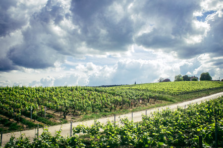 Reims, France, May 13, 2025. Champagne vineyards near Reims. Champagne wines are known worldwide and are unique because they only grow in this region of France. In spring, the leaves begin to grow.の写真素材