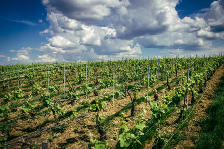 Reims, France, May 13, 2025. Champagne vineyards near Reims. Champagne wines are known worldwide and are unique because they only grow in this region of France. In spring, the leaves begin to grow.の写真素材