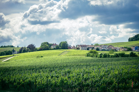 Reims, France, May 13, 2025. Champagne vineyards near Reims. Champagne wines are known worldwide and are unique because they only grow in this region of France. In spring, the leaves begin to grow.の写真素材