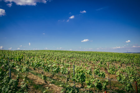 Reims, France, May 13, 2025. Champagne vineyards near Reims. Champagne wines are known worldwide and are unique because they only grow in this region of France. In spring, the leaves begin to grow.の写真素材