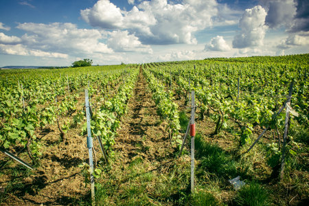 Reims, France, May 13, 2025. Champagne vineyards near Reims. Champagne wines are known worldwide and are unique because they only grow in this region of France. In spring, the leaves begin to grow.の写真素材