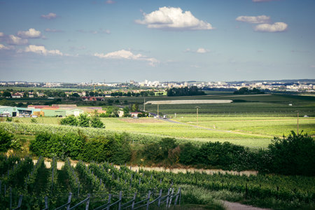 Reims, France, May 13, 2025. Champagne vineyards near Reims. Champagne wines are known worldwide and are unique because they only grow in this region of France. In spring, the leaves begin to grow.の写真素材