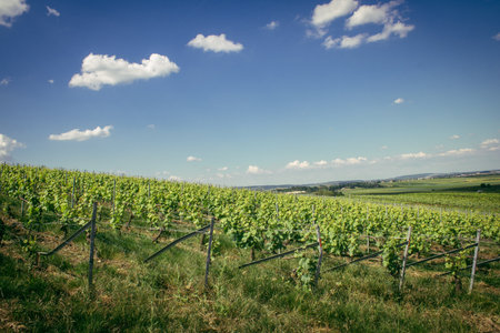 Reims, France, May 13, 2025. Champagne vineyards near Reims. Champagne wines are known worldwide and are unique because they only grow in this region of France. In spring, the leaves begin to grow.の写真素材
