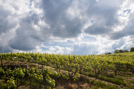 Reims, France, May 13, 2025. Champagne vineyards near Reims. Champagne wines are known worldwide and are unique because they only grow in this region of France. In spring, the leaves begin to grow.の写真素材